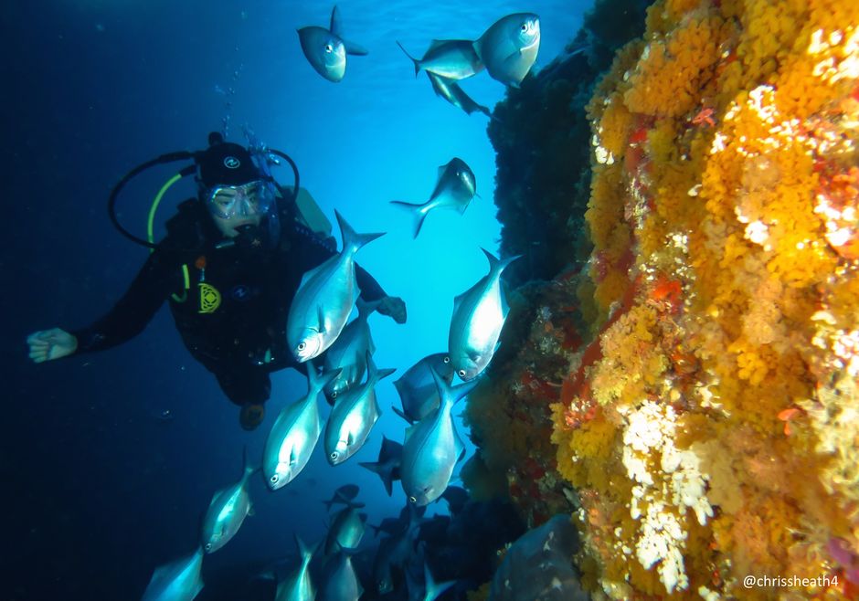 Beneath the waves at the Poor Knights Islands, an ocean of diving has been compressed into a relatively small area.