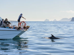 큰돌고래와 수영하며 베이오브아일랜즈의 아름다운 경치 감상하기
