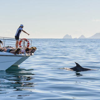 Erlebe die Schönheit der Bay of Islands beim Schwimmen mit den wilden Delfinen.