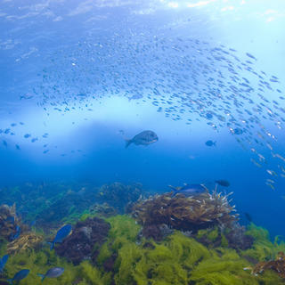Die Poor Knights Inseln sind ein Meeresschutzgebiet voller einzigartiger Fische inmitten zerklüfteten Unterwasser-Lavasteinlandschaften.