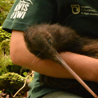As part of our programs, visitors actively contribute to the protection of kiwi birds.