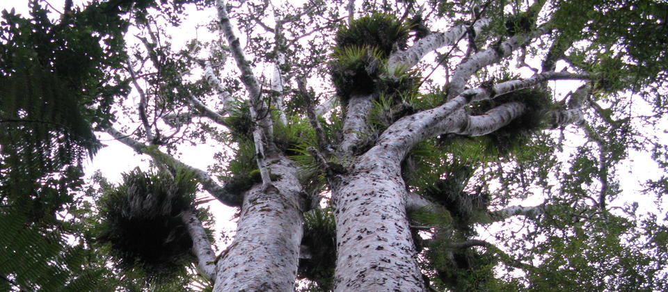 Kauri trees, Trouson Kauri Park