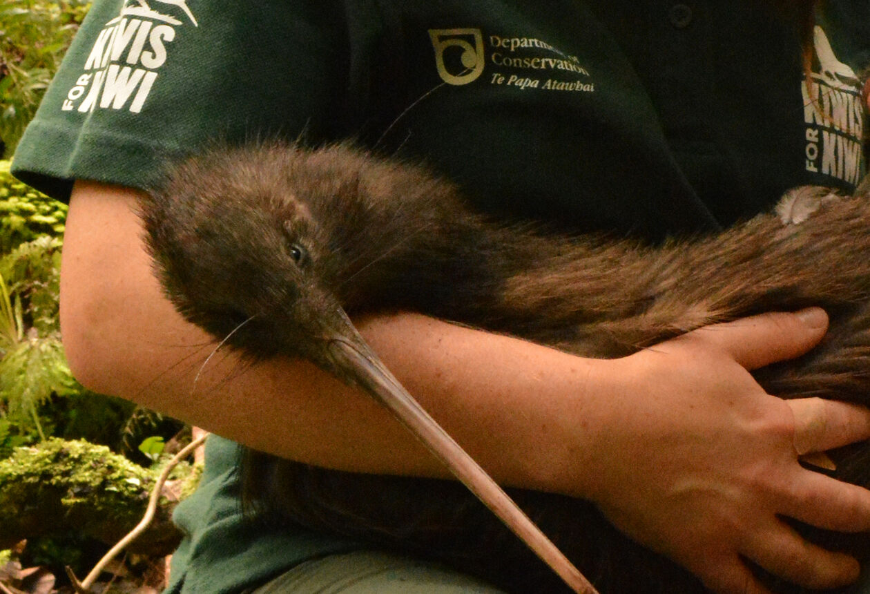 We offer volunteer placements and visitor experiences focused on protecting New Zealand's native forest and fauna.