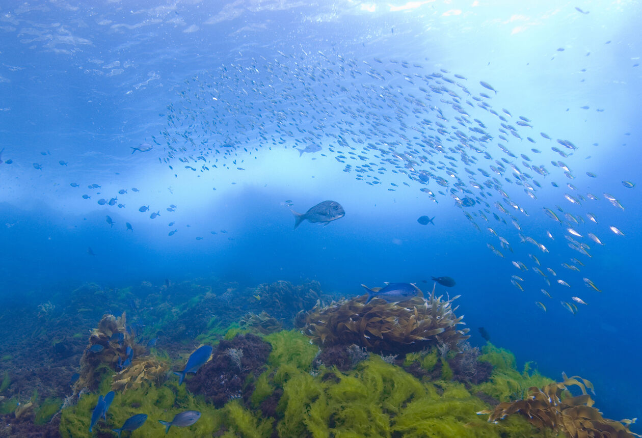 With purpose-sunk shipwrecks, fascinating marine-life, and great visibility, Northland is one of New Zealand’s most popular diving playgrounds.