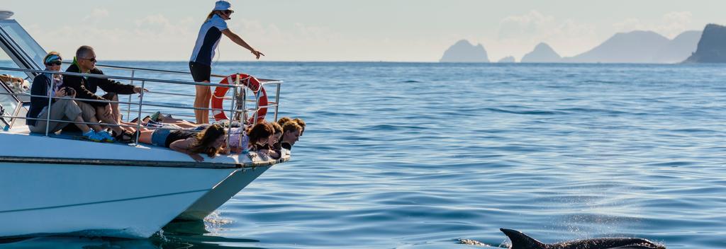 Begib dich aufs Wasser und erkunde die maritimen Wunder und Meeresbewohner der Bay of Islands.