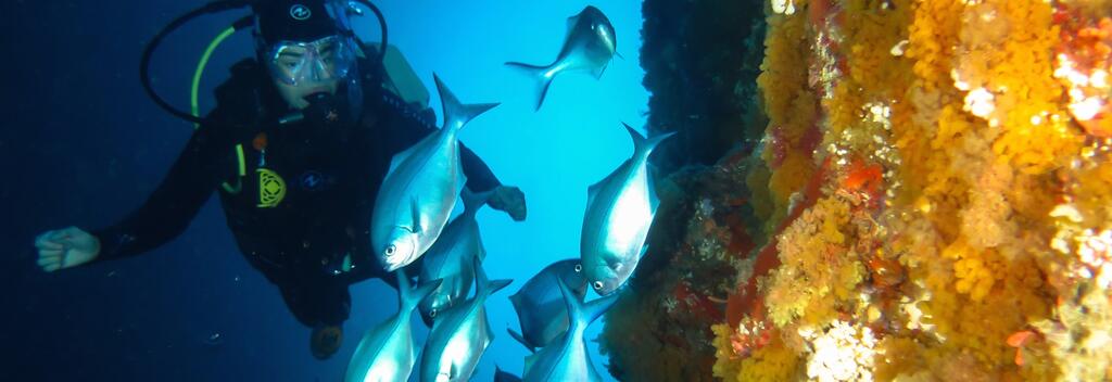 Beneath the waves at the Poor Knights Islands, an ocean of diving has been compressed into a relatively small area.