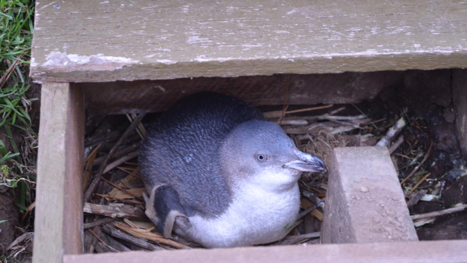 Penguin in a nesting sites incubating its eggs.