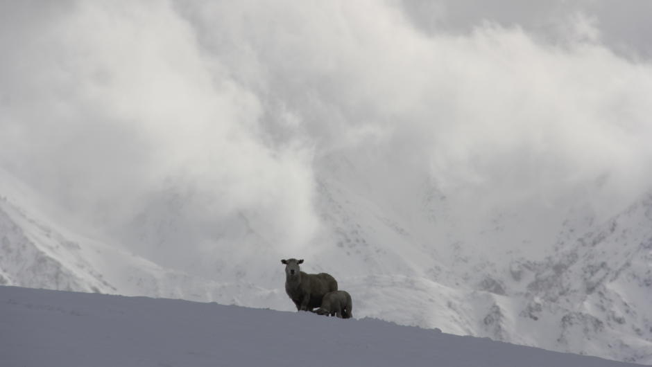 Ewe out in the snow