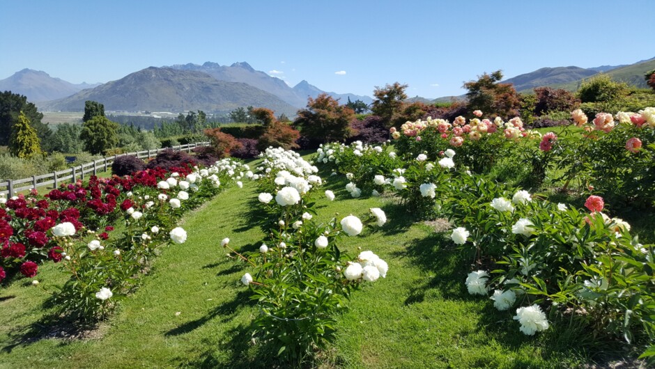 Mountain views from Chantecler Gardens near Queenstown