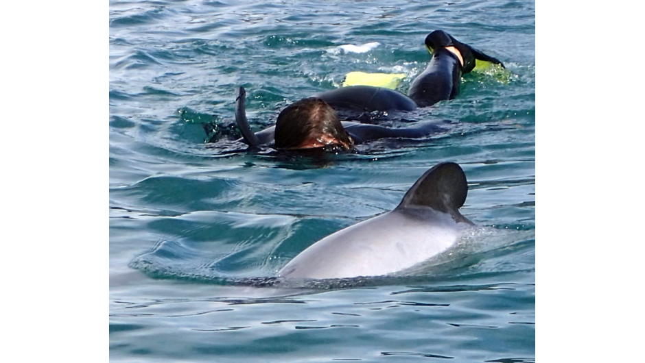 Onuku Dolphin swimming