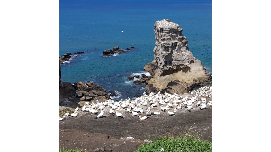 Gannet colony, Muriwai Beach, Auckland's West Coast.