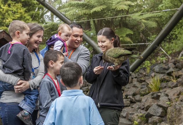 New Zealand’s zoos and wildlife parks offer both native and exotic animal encounters. A visit to one is your best chance of spotting the elusive kiwi!