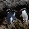 Pinguine der subantarktischen Inseln