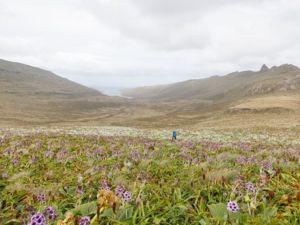 Wildflowers blooming in the Subantarctic Islands