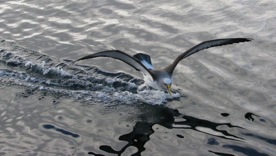 Buller's Albatross seen during our seabird watching. Book a Birding Classic!
