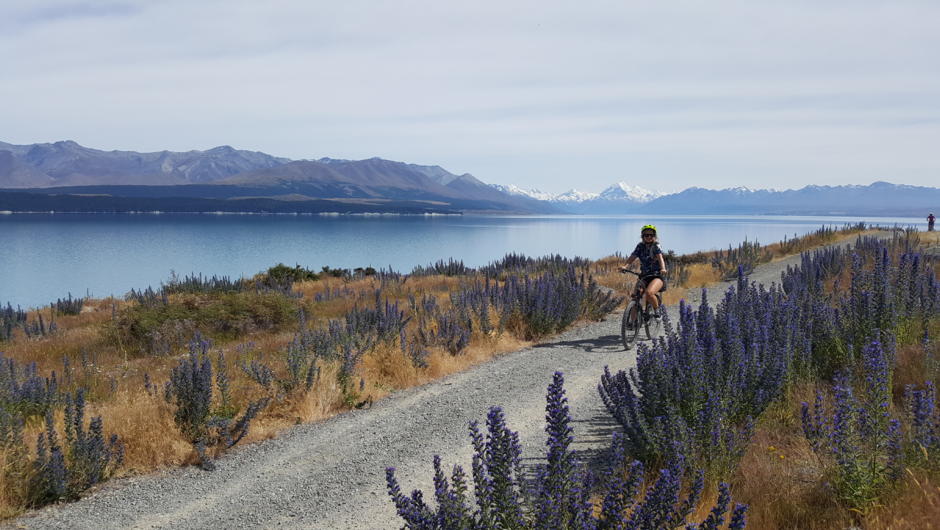Alps 2 Ocean Cycle Trail
Lake Pukaki Mackenzie Region
Aoraki Mt Cook New Zealand