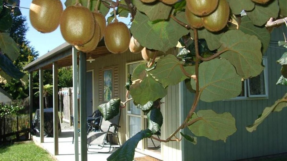 Kiwifruit at your door step