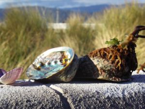 パウアは古来マオリの人々に珍重されてきた貝です。お土産品にもよく使われています。