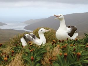 Albatross on the Subantarctic Islands