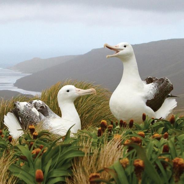 Albatross on the Subantarctic Islands