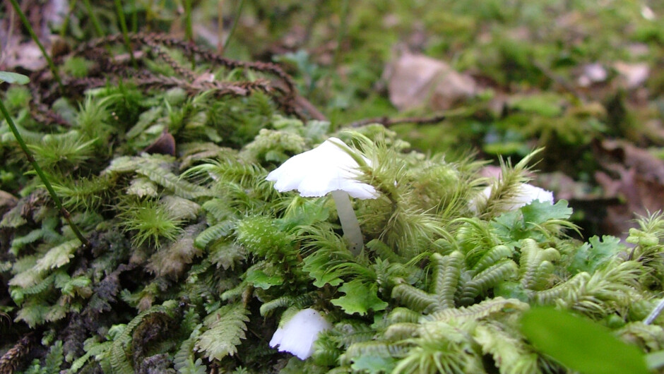 A miniature garden, Ulva Island