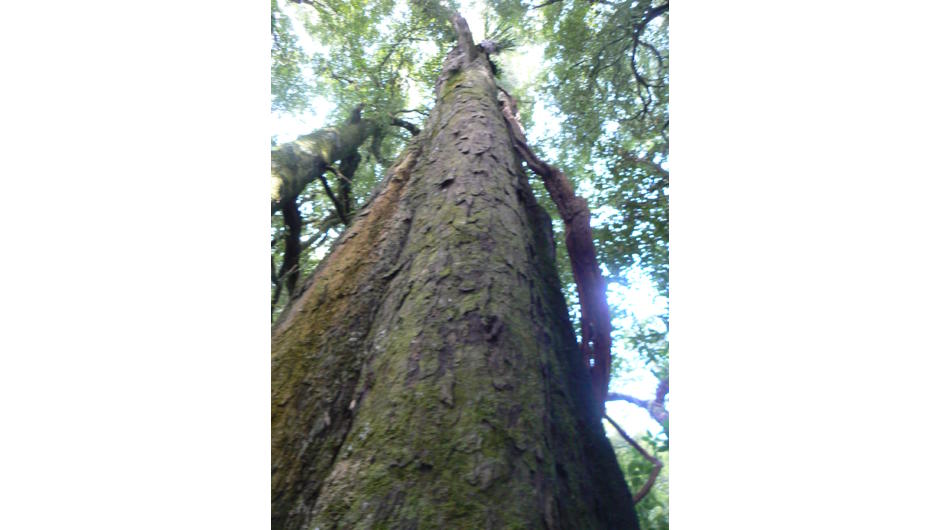 Waitomo Great Walk-
Big trees