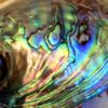 New Zealand paua shell (abalone) is one of the most beautiful shells in the world.