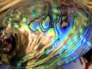 ニュージーランドのパウア貝（アワビの一種）の美しさは世界でも有数です。