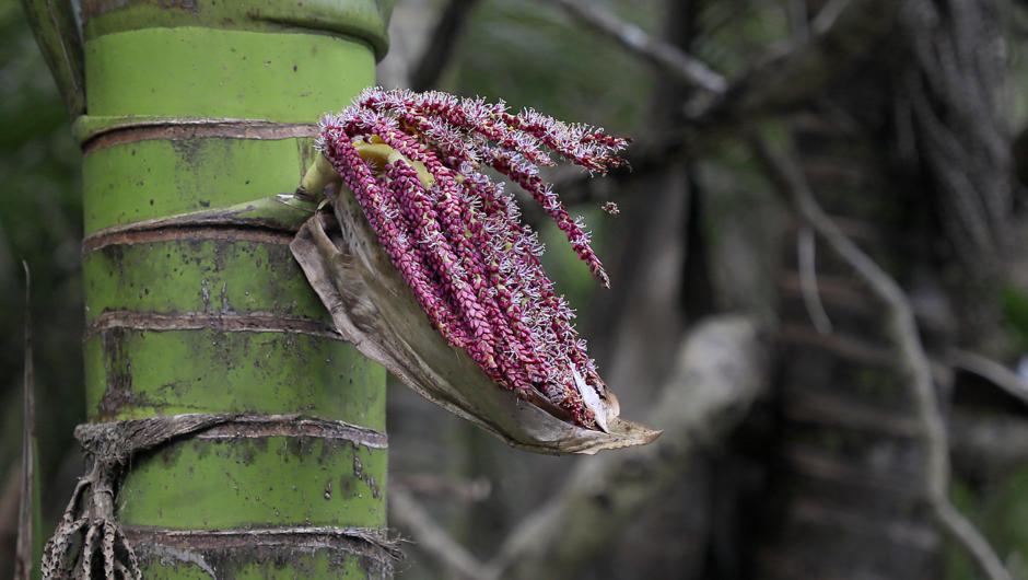 Nikau palm flower, New Zealand native plant.