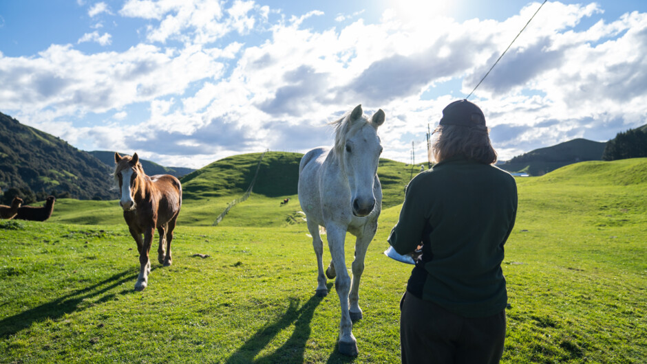 Mahaanui guest enjoying farm animals.