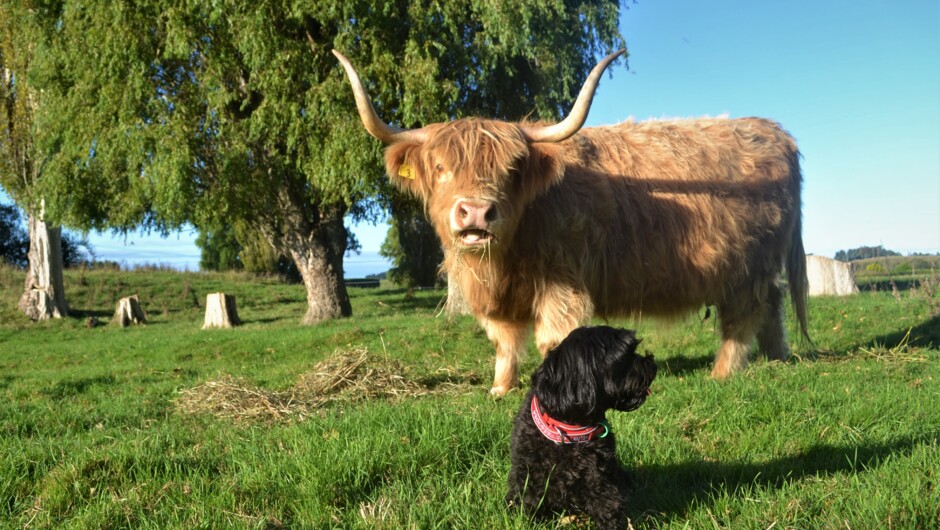 Come visit Ruby and our beautiful Highland Cows
