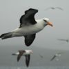 Albatross in the Subantarctic Islands.