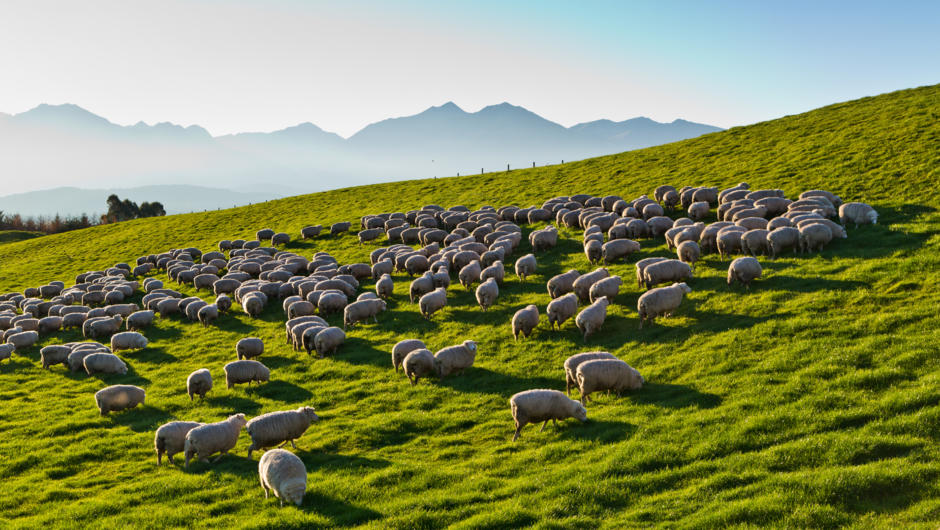 Sheep grazing on the farm