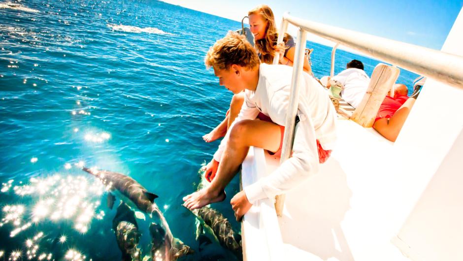 Dolphins on front of boat.
Island and Wildlife Cruise.
Bay Explorer. Tauranga. New Zealand