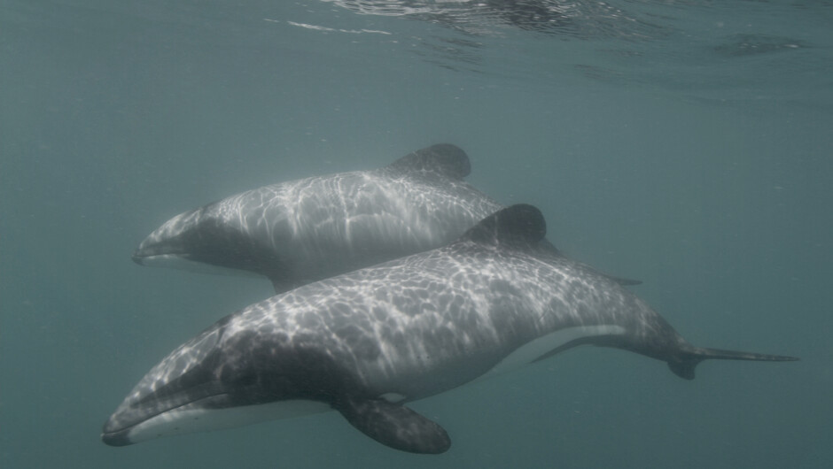 Hector's - the smallest and rarest dolphin in the world