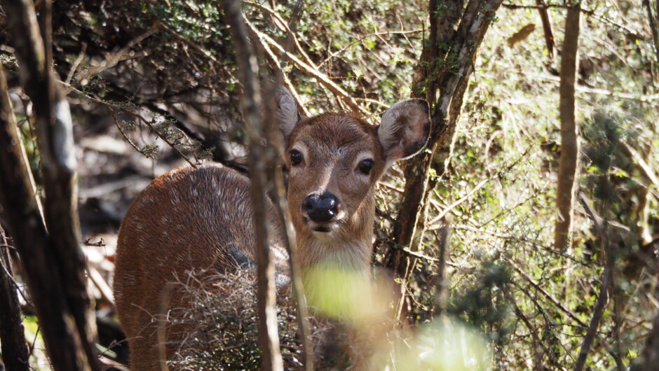 Sika in the forest at Poronui