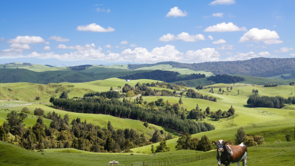 Typical New Zealand countryside