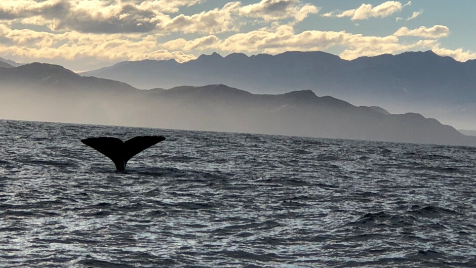 Whale Watch, Kaikoura