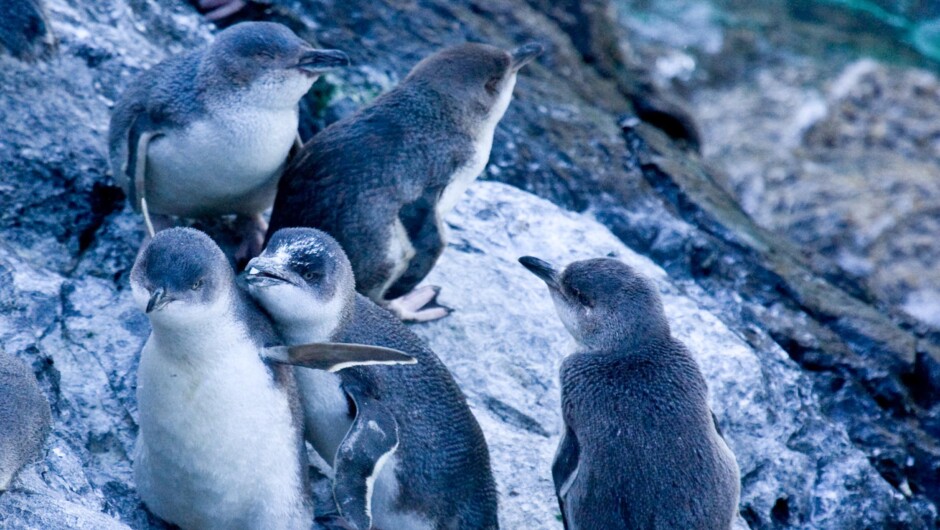 Little penguins socializing on the water.