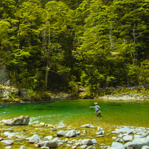 Fishing among the native beech forest