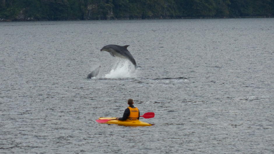 Dolphins by one of our kayakers