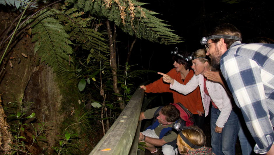Adventure Puketi - The Forest comes alive at night and full of fascination.