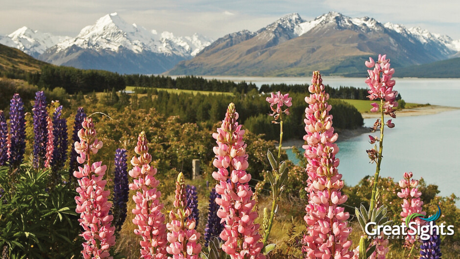Lupins at Mt Cook