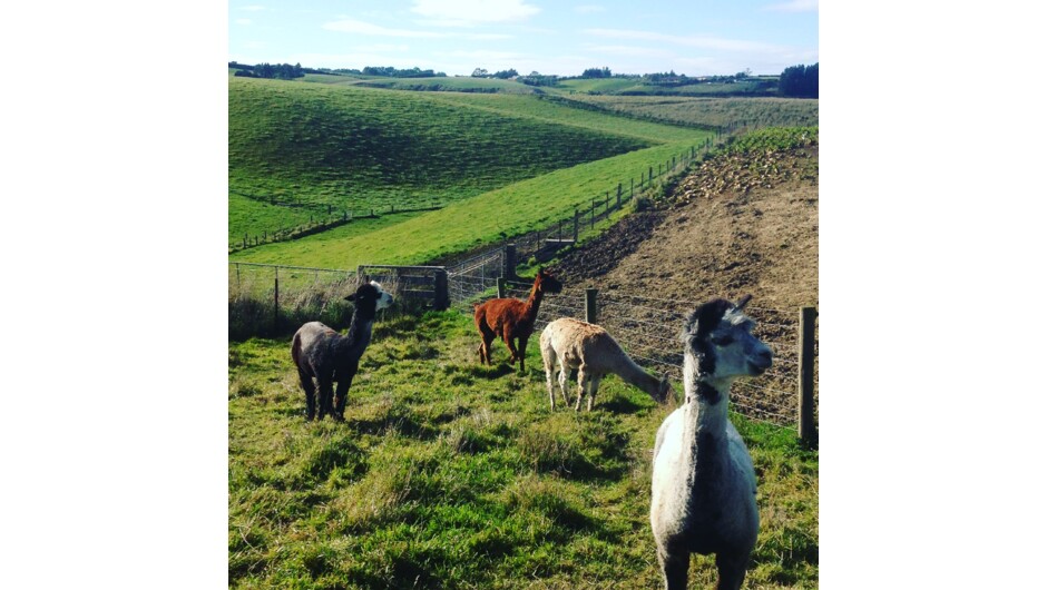 Our alpaca boys