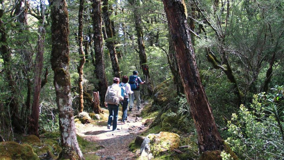 New Zealand Hiking vacations from budget to luxury