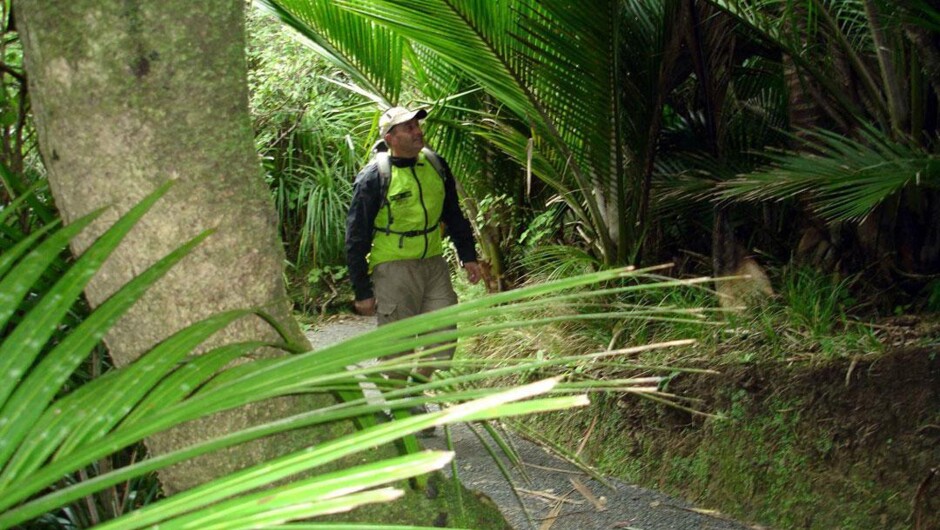 Vibrant green rainforest scenery