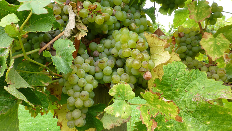 Marlborough sauvignon blanc grapes