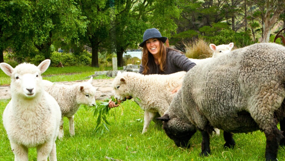 Our cute pet sheep and pet lambs being hand fed.