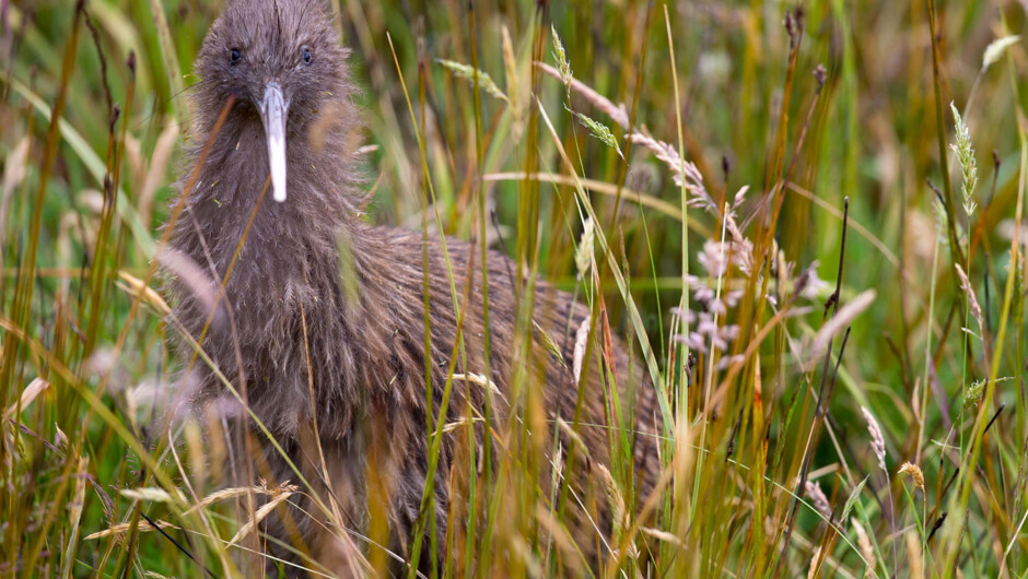 Kiwi (image not taken on our night tour).