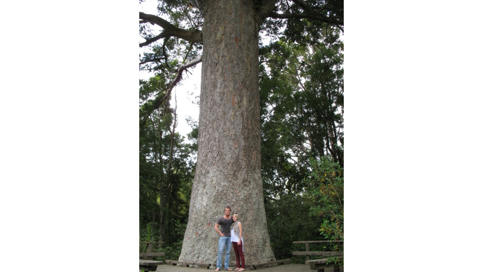 900 year old Kauri Tree